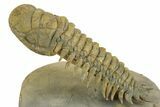 Flying Crotalocephalina Trilobite - Exposed Hypostome #359231-1